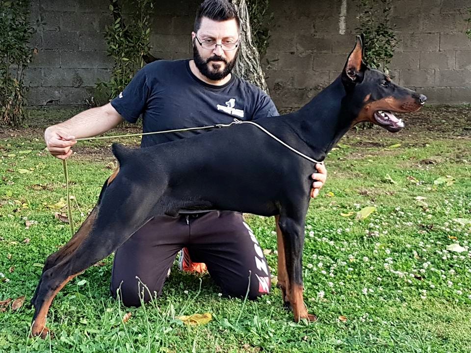 Dobermann